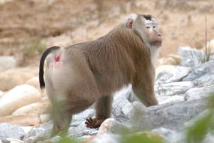 法语助手 法汉 汉法词典 macaque是什么意思 macaque的中文解释和发音 macaque的翻译 macaque怎么读