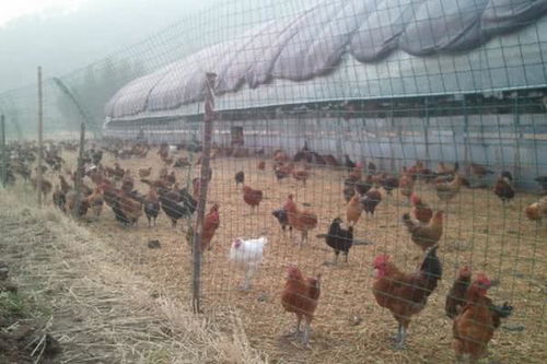 怎样散养土鸡 散养土鸡的鸡舍要怎么建造 鸟基地博客为你分享