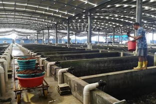 福建晋江 加强水产养殖技术服务 满足 两节 市场水产供应