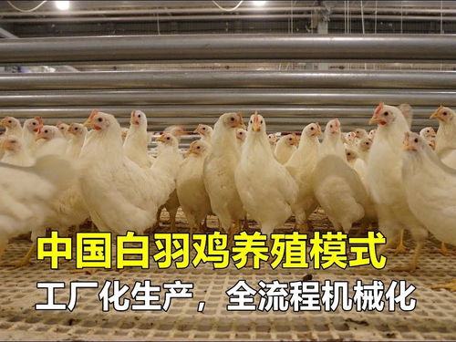 中国白羽鸡养殖模式,工厂化生产,全流程机械化,令人大开眼界 看点趣打卡计划